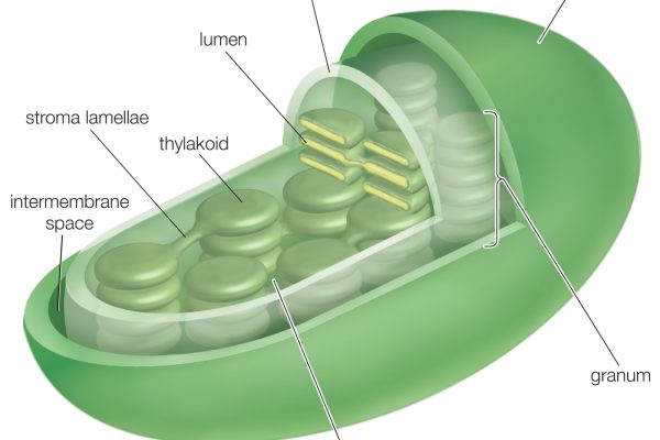 cycle4